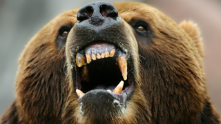 How to Calm Down an Angry Woman and/or Bear